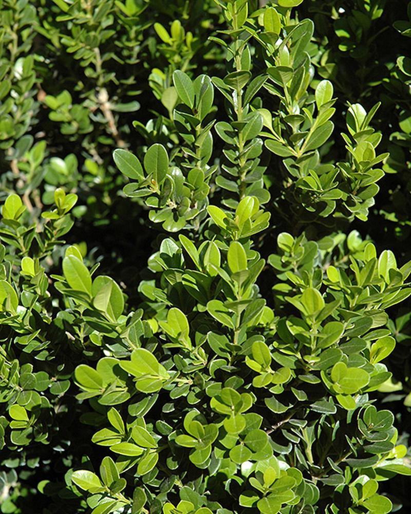 Boxwood Baby Gem 2 Gallon