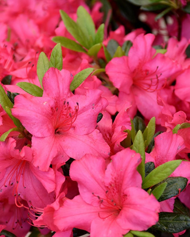 Azalea Girard's Rose 3 Gallon