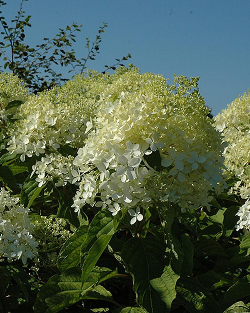 Hydrangea Tree Phantom 7 Gallon