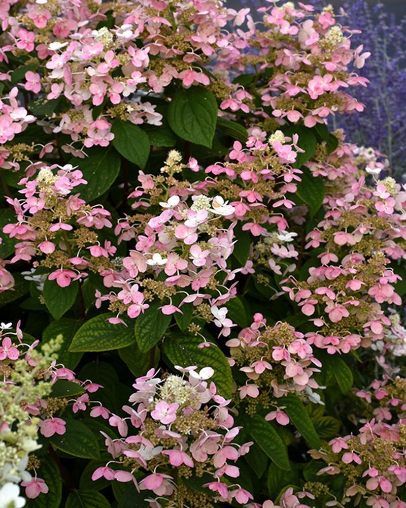 Hydrangea Tree Quick Fire 7 Gallon
