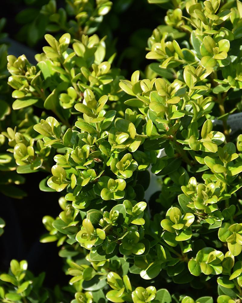 Boxwood Little Missy 3 Gallon
