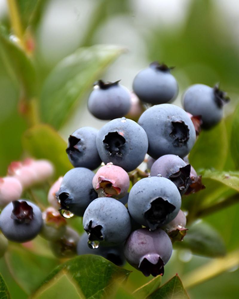 Blueberry Patriot 7.5" Pot