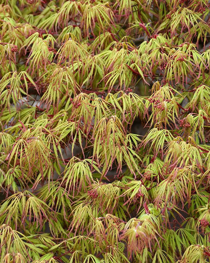 Maple Japanese Spring Delight 5 Gallon