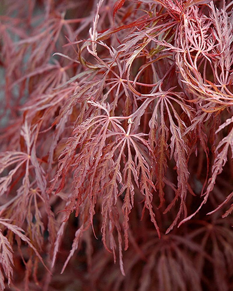 Maple Japanese Crimson Queen 3 Gallon