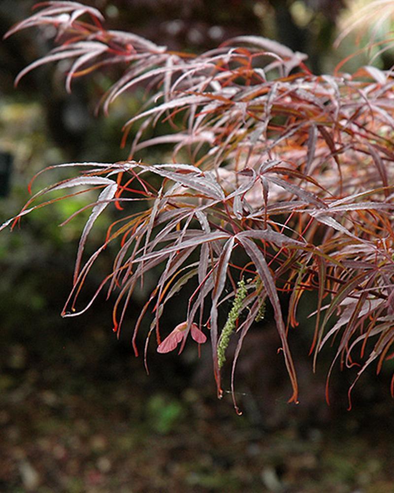 Maple Japanese Hubb's Red Willow 5 Gallon