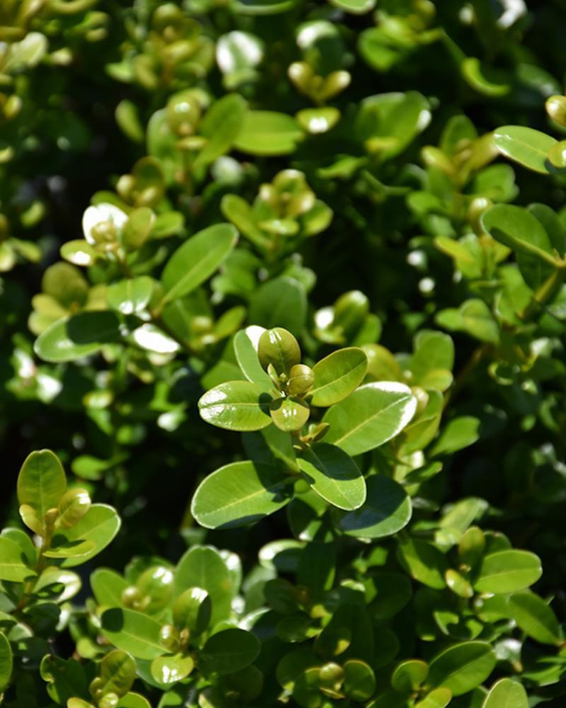 Boxwood Sprinter® 3 Gallon
