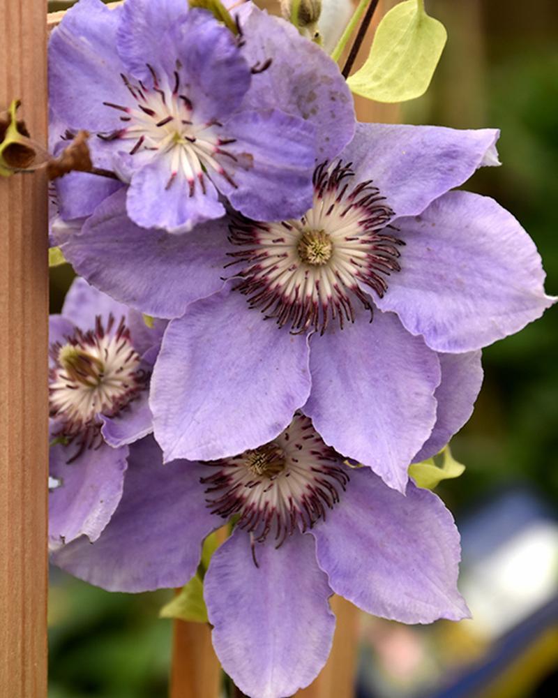 Clematis Still Waters Tm #2h