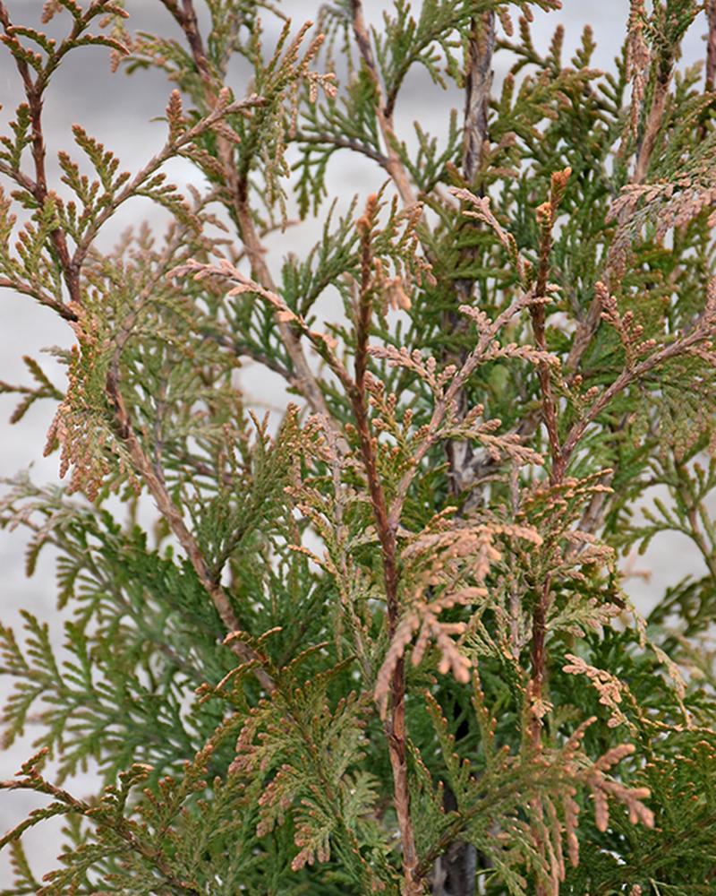 Arborvitae Northern Spire 6 Gallon