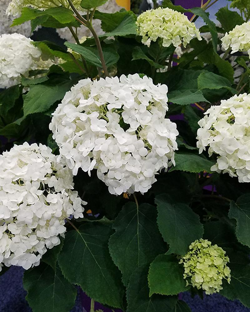 Hydrangea Flowerfull® 3 Gallon