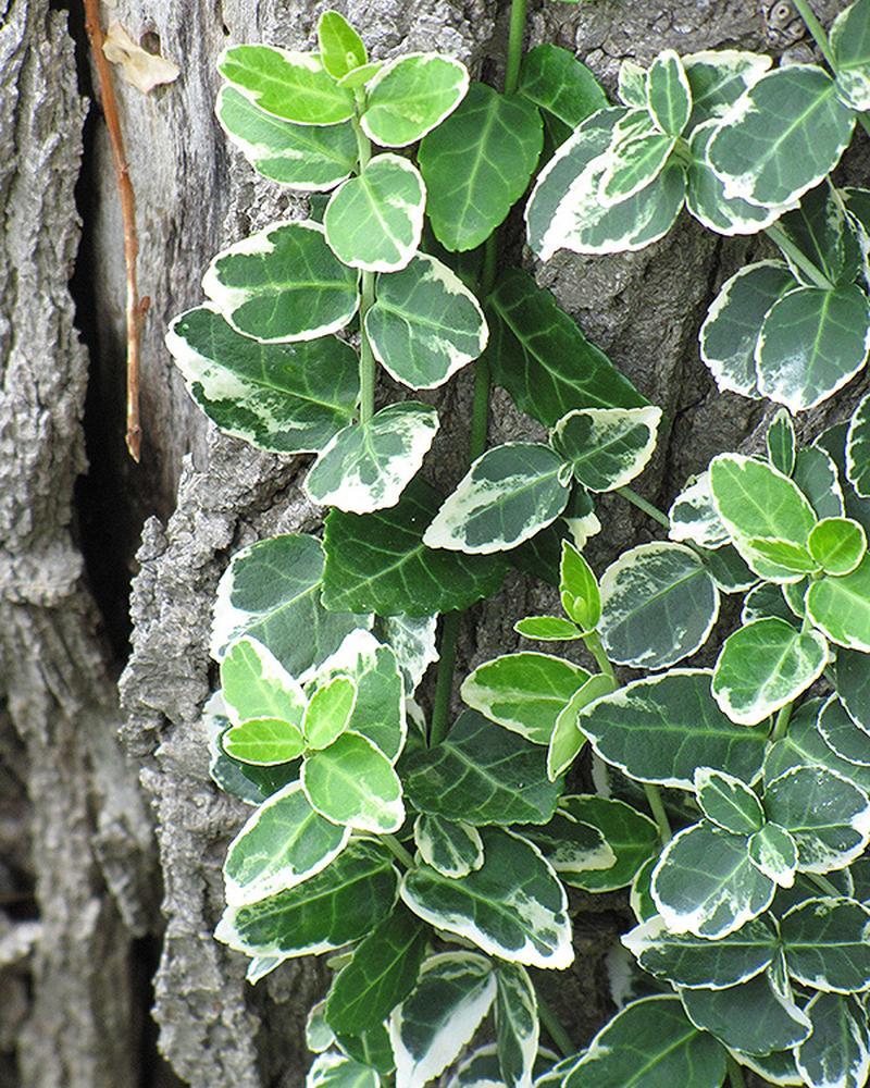 Euonymus Emerald Gaiety 3 Gallon