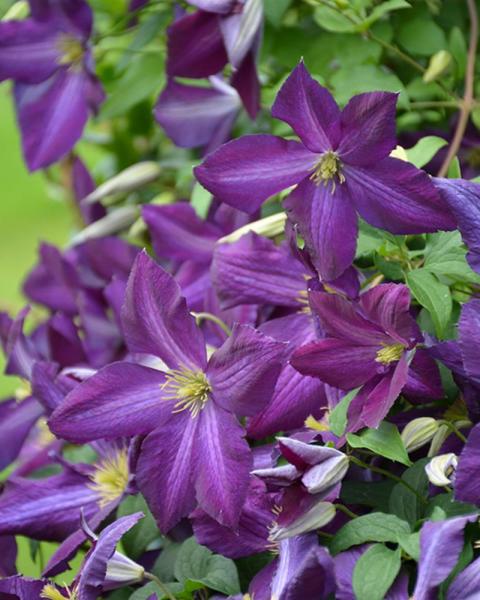 Clematis Happy Jack® Purple