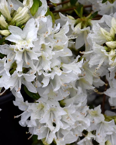 Azalea Cascade 3 Gallon