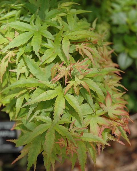 Maple Japanese Sharp's Pygmy 3 Gallon