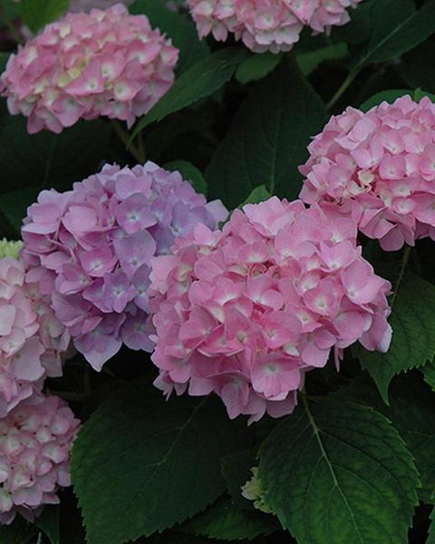 Hydrangea Endless Summer® The Original 3 Gallon
