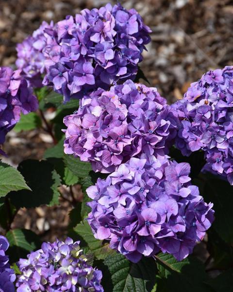 Hydrangea Endless Summer® Bloomstruck 3 Gallon