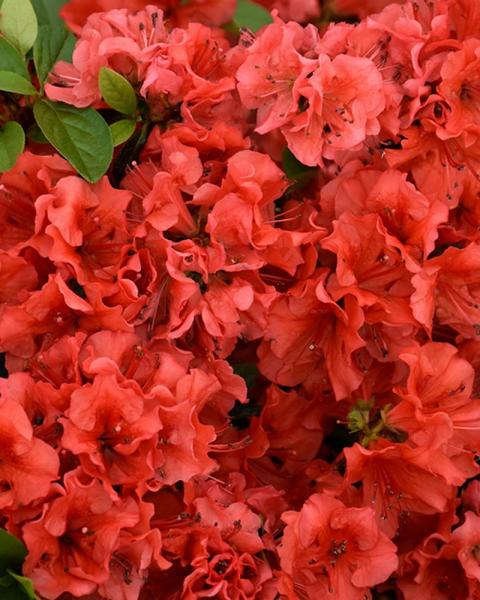Azalea Girard's Hot Shot 3 Gallon