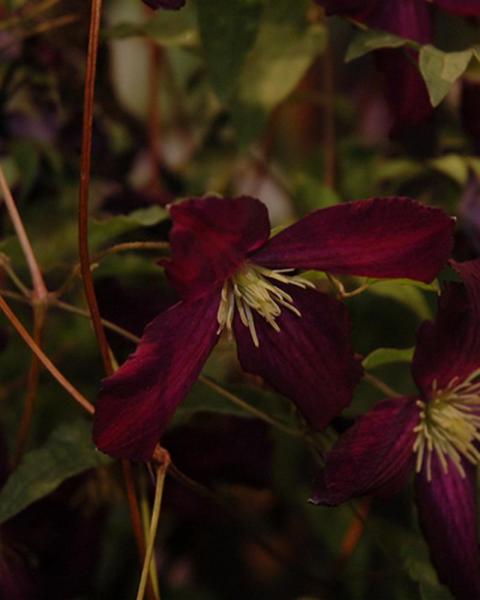 Clematis Sweet Summer Love Pw