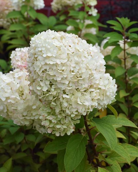 Hydrangea Bobo® 3 Gallon