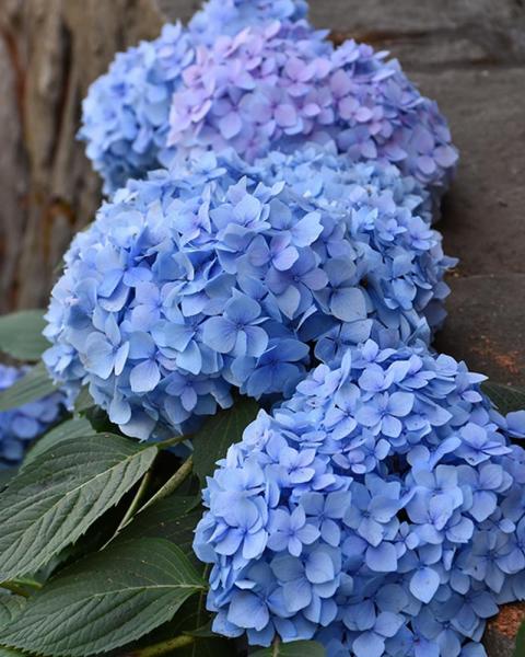 Hydrangea Blue Enchantress 2 Gallon