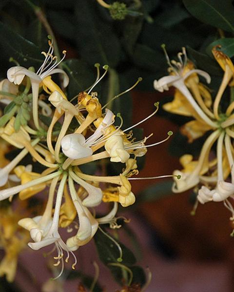 Honeysuckle Scentsation Pw #3