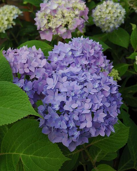 Hydrangea Endless Summer® The Original 2 Gallon