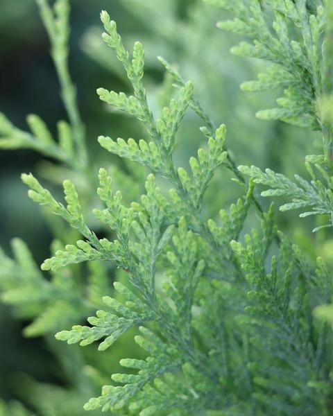 Arborvitae Green Giant 5 Gallon