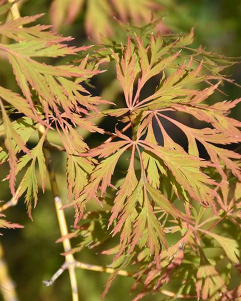 Maple Japanese Ice Dragon 3 Gallon