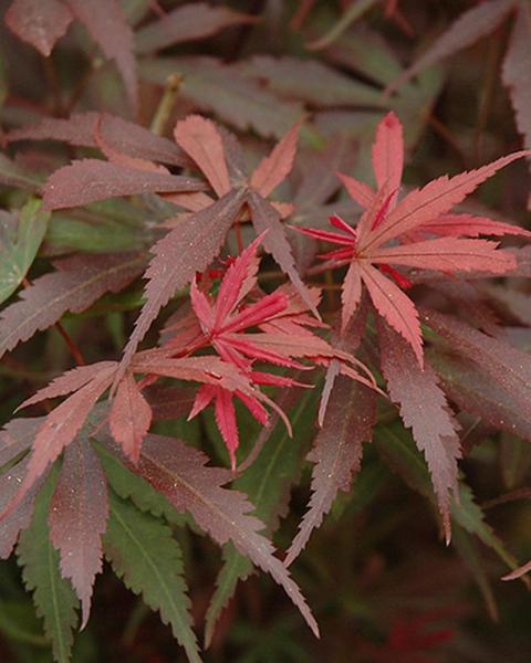 Maple Japanese Shaina 2 Gallon
