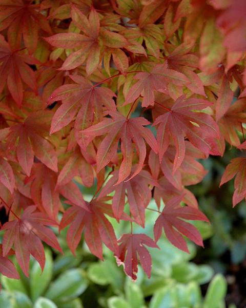 Maple Japanese Adrian's Compact 3 Gallon