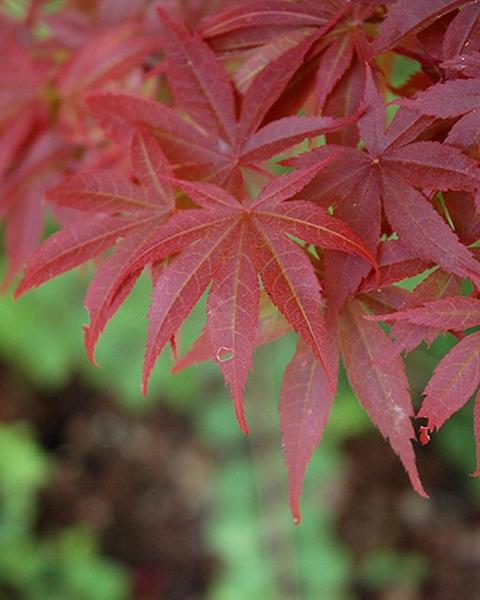 Maple Japanese Pixie 3 Gallon