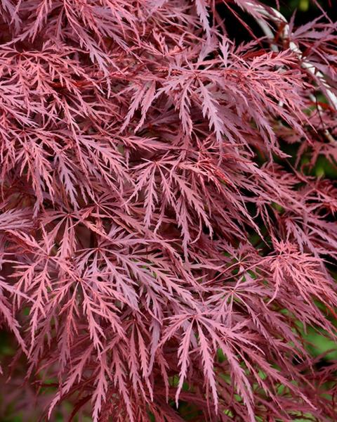 Maple Japaneese Red Dragon 3 Gallon