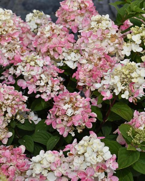 Hydrangea Fire Light Tidbit® 3 Gallon
