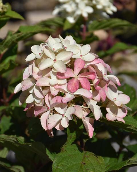 Hydrangea Quick Fire Fab® 3 Gallon
