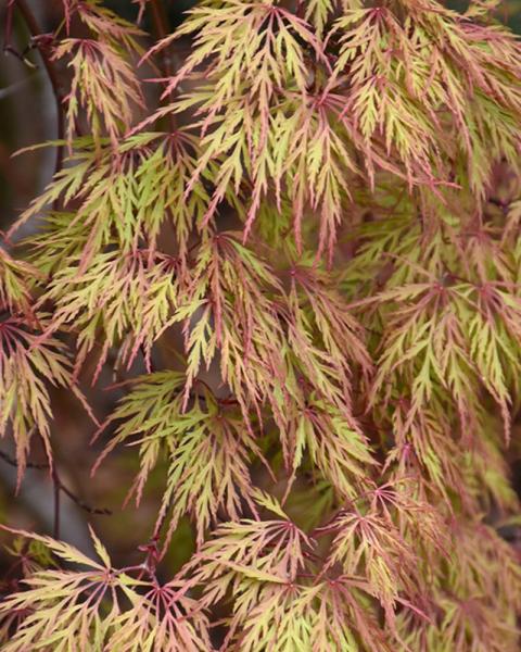 Maple Japanese Orangeola 6 Gallon