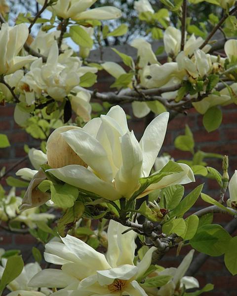 Magnolia Elizabeth 7 Gallon