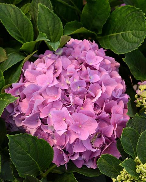 Hydrangea L.A. Dreamin'® 3 Gallon