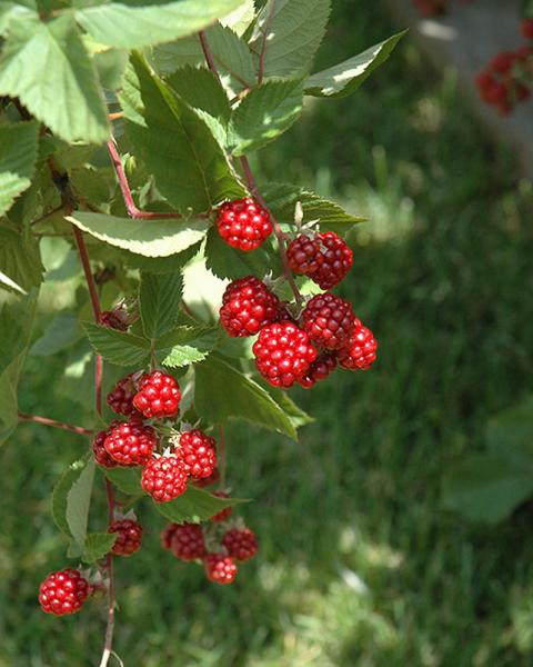 Raspberry Heritage Everbearing 8" Pot