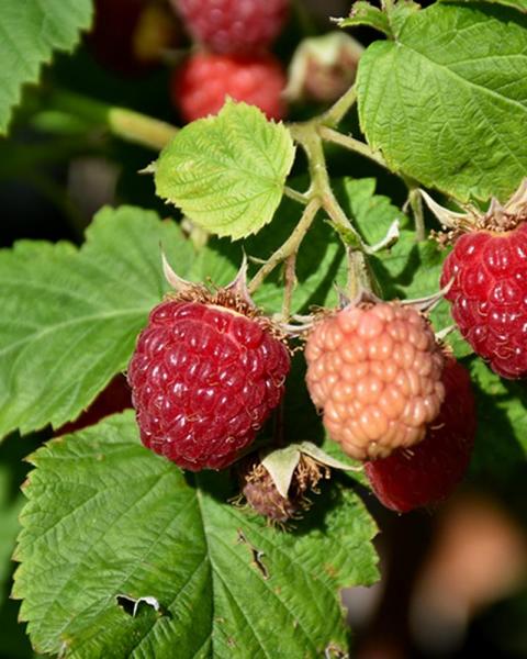 Raspberry Latham 8" Pot