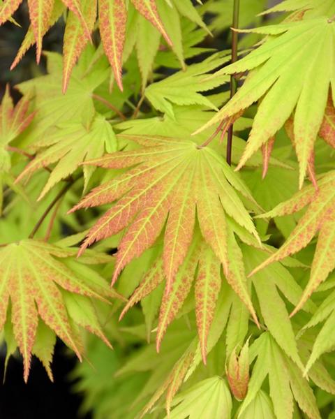 Maple Autumn Moon 6 Gallon