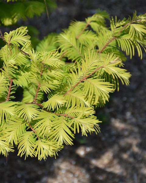 Metasequoia Amber Glow 6 Gallon