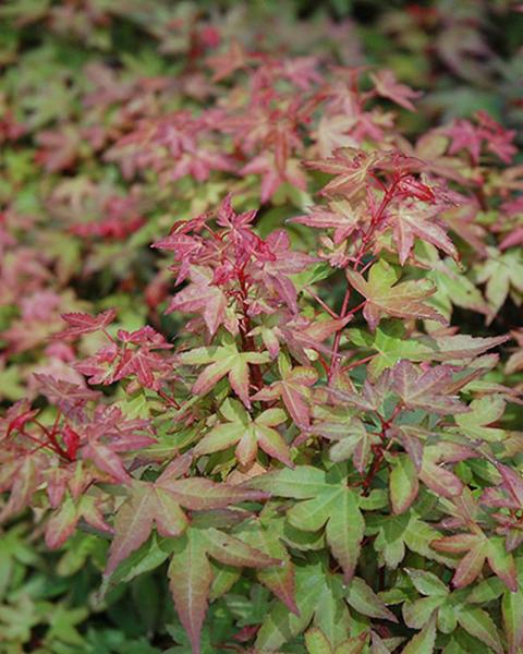 Maple Japanese Beni Hime 3 Gallon