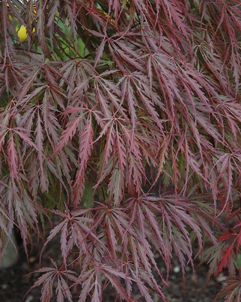 Maple Japanese Tamukeyama 10 Gallon