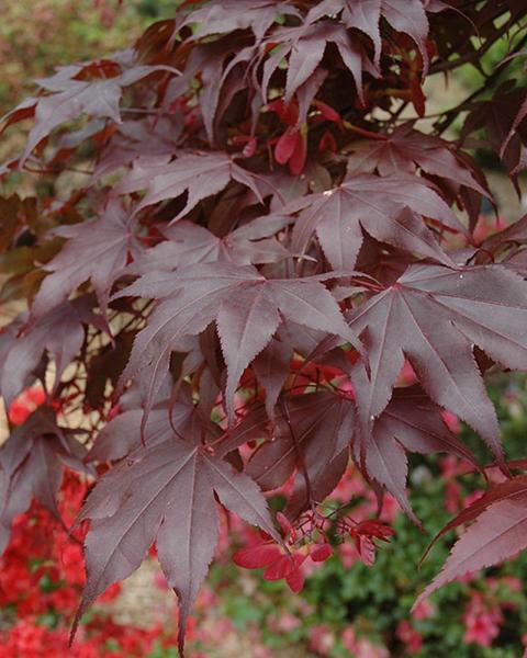 Maple Japanese Bloodgood 10 Gallon