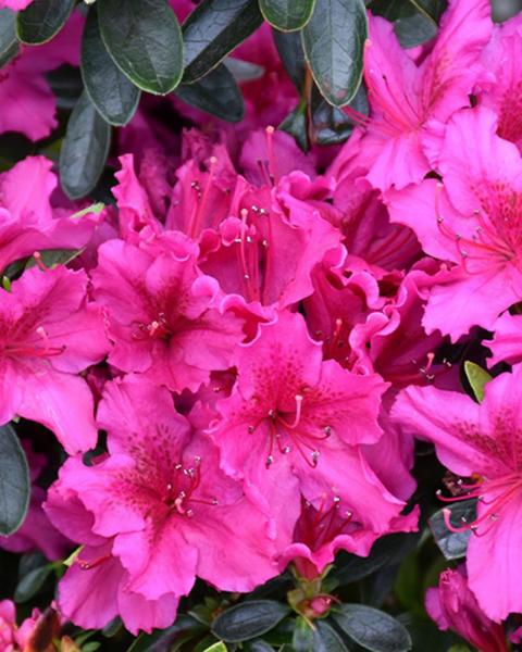 Azalea Girard's Fuchsia 3 Gallon