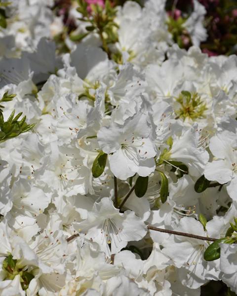 Azalea Girard's Pleasant White 3 Gallon