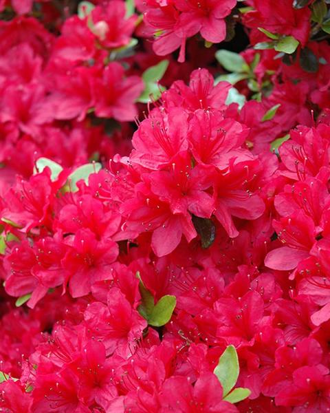 Azalea Hino Crimson 6 Gallon