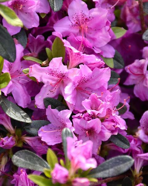 Azalea Karen 3 Gallon