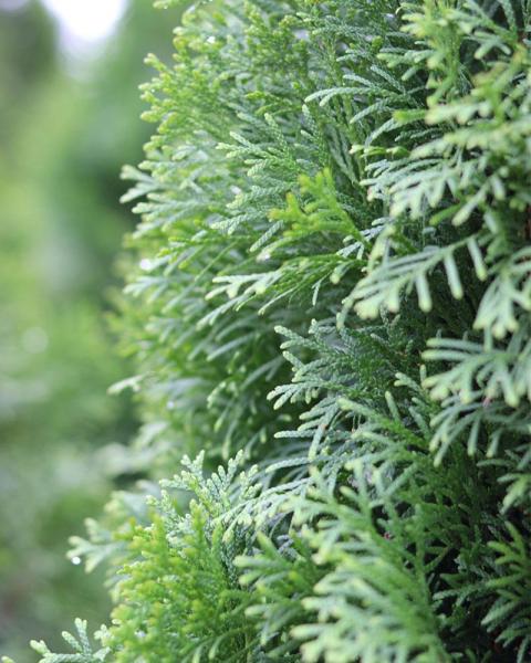 Arborvitae Green Giant 10 Gallon