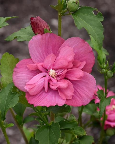 Althea Tree Magenta Chiffon