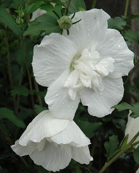 Althea Tree White Chiffon